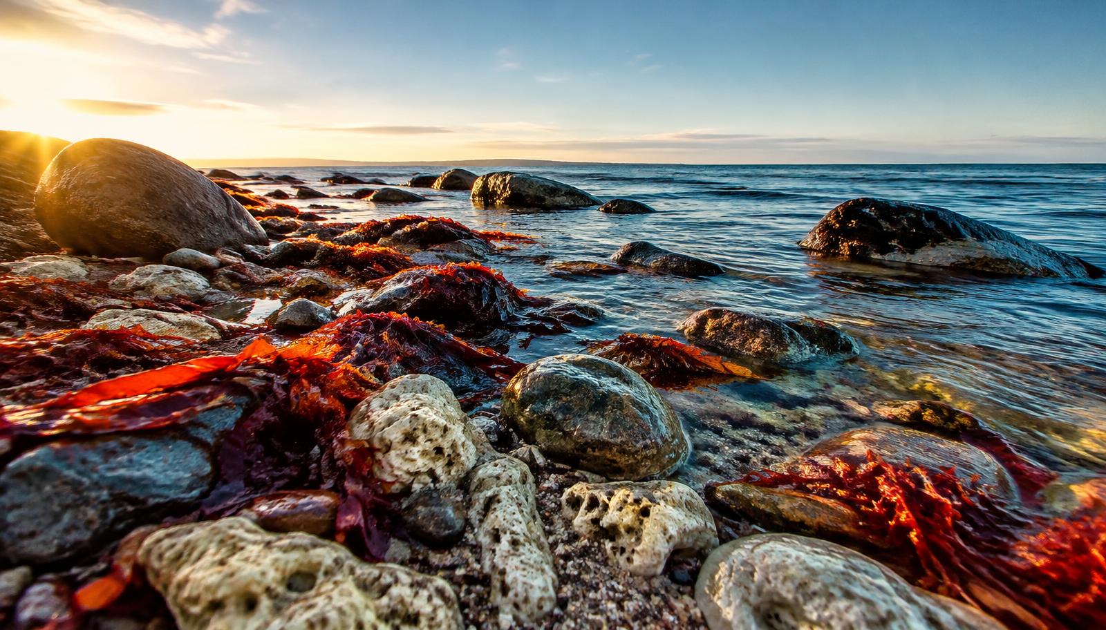 Red seaweed and mineral-rich stones on a Danish coastline